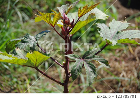 赤いオクラが成長する様子 123785701