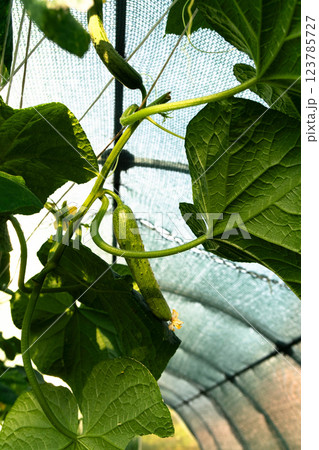 Cucumbers thrive under protective netting, showcasing vibrant green leaves and delicate flowers. 123785727