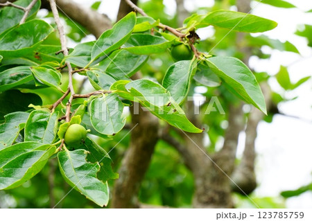 柿の木 123785759