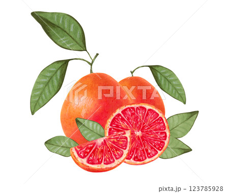 Composition of citrus grapefruit. Whole and slices of fruit with leaves. Watercolor and marker illustration. Ecological product. Hand drawn isolated art. Healthy food for food packaging, juice, menu. 123785928