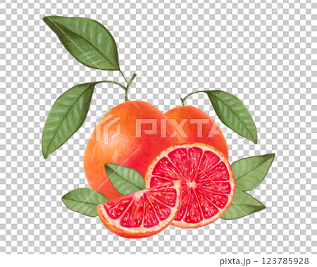 Composition of citrus grapefruit. Whole and slices of fruit with leaves. Watercolor and marker illustration. Ecological product. Hand drawn isolated art. Healthy food for food packaging, juice, menu. 123785928