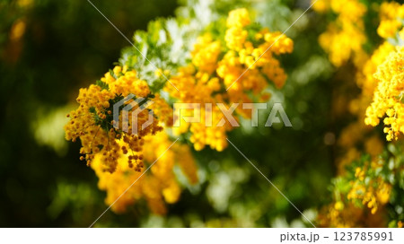 春の光に輝くミモザの花 春の光に輝くミモザの花 123785991