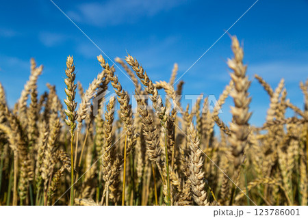 Gold wheat field and blue sky 123786001