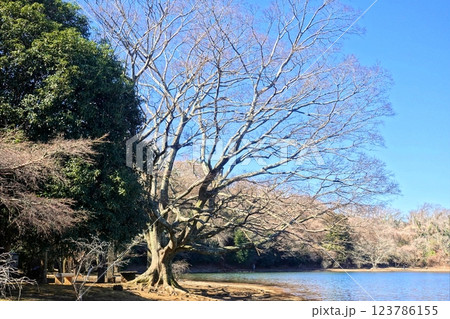 寒い早春の一碧湖風景 寒い早春の一碧湖風景 123786155