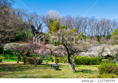 東京都町田市 薬師池公園 梅園 都指定名勝 東京都町田市 薬師池公園 梅園 都指定名勝 123786434