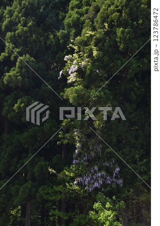 山の木に咲く藤の花 123786472