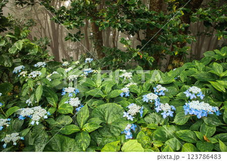 【新潟県_佐渡_山紫陽花】大佐渡スカイラインに咲く天空のアジサイ 7月 123786483
