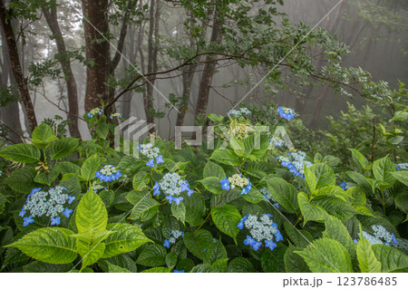 【新潟県_佐渡_山紫陽花】大佐渡スカイラインに咲く天空のアジサイ 7月 【新潟県_佐渡_山紫陽花】大佐渡スカイラインに咲く天空のアジサイ 7月 123786485