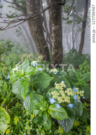 【新潟県_佐渡_山紫陽花】大佐渡スカイラインに咲く天空のアジサイ 7月 123786487