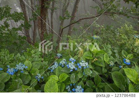 【新潟県_佐渡_山紫陽花】大佐渡スカイラインに咲く天空のアジサイ 7月 【新潟県_佐渡_山紫陽花】大佐渡スカイラインに咲く天空のアジサイ 7月 123786488
