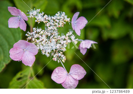 【新潟県_佐渡_山紫陽花】大佐渡スカイラインに咲く天空のアジサイ 7月 【新潟県_佐渡_山紫陽花】大佐渡スカイラインに咲く天空のアジサイ 7月 123786489