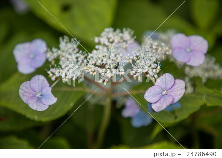 【新潟県_佐渡_山紫陽花】大佐渡スカイラインに咲く天空のアジサイ 7月 【新潟県_佐渡_山紫陽花】大佐渡スカイラインに咲く天空のアジサイ 7月 123786490