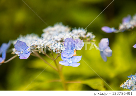 【新潟県_佐渡_山紫陽花】大佐渡スカイラインに咲く天空のアジサイ 7月 123786491