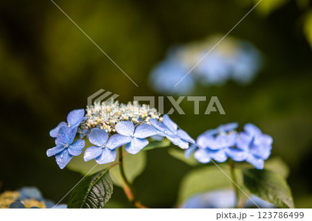 【新潟県_佐渡_山紫陽花】大佐渡スカイラインに咲く天空のアジサイ 7月 123786499