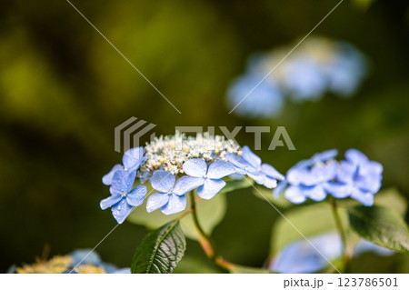【新潟県_佐渡_山紫陽花】大佐渡スカイラインに咲く天空のアジサイ 7月 【新潟県_佐渡_山紫陽花】大佐渡スカイラインに咲く天空のアジサイ 7月 123786501