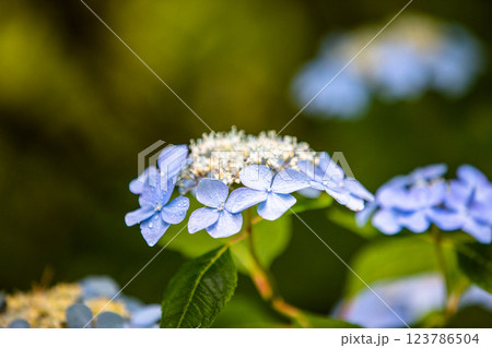 【新潟県_佐渡_山紫陽花】大佐渡スカイラインに咲く天空のアジサイ 7月 123786504