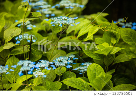 【新潟県_佐渡_山紫陽花】大佐渡スカイラインに咲く天空のアジサイ 7月 【新潟県_佐渡_山紫陽花】大佐渡スカイラインに咲く天空のアジサイ 7月 123786505