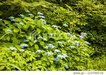 【新潟県_佐渡_山紫陽花】大佐渡スカイラインに咲く天空のアジサイ 7月 【新潟県_佐渡_山紫陽花】大佐渡スカイラインに咲く天空のアジサイ 7月 123786516