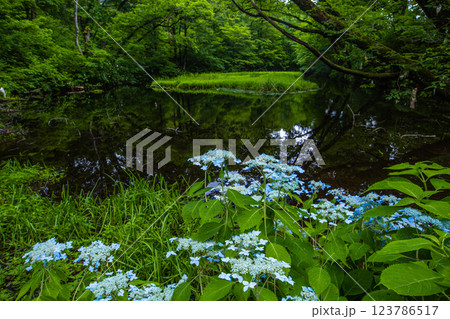 【新潟県_佐渡_山紫陽花】高層湿原(乙和池)に咲く山アジサイ 7月 123786517
