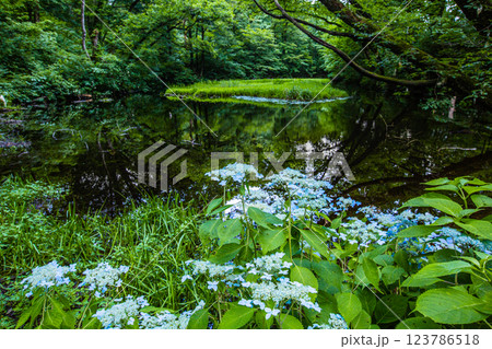 【新潟県_佐渡_山紫陽花】高層湿原(乙和池)に咲く山アジサイ 7月 123786518