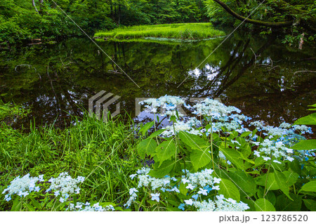 【新潟県_佐渡_山紫陽花】高層湿原(乙和池)に咲く山アジサイ 7月 123786520