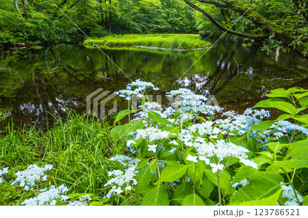 【新潟県_佐渡_山紫陽花】高層湿原(乙和池)に咲く山アジサイ 7月 【新潟県_佐渡_山紫陽花】高層湿原(乙和池)に咲く山アジサイ 7月 123786521