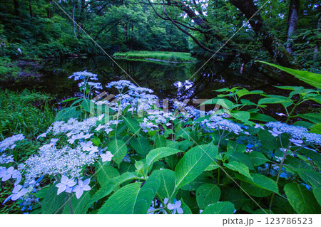 【新潟県_佐渡_山紫陽花】高層湿原(乙和池)に咲く山アジサイ 7月 123786523
