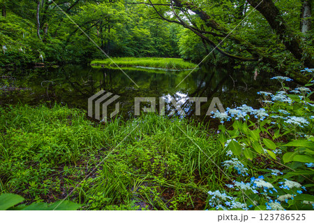 【新潟県_佐渡_山紫陽花】高層湿原(乙和池)に咲く山アジサイ 7月 【新潟県_佐渡_山紫陽花】高層湿原(乙和池)に咲く山アジサイ 7月 123786525