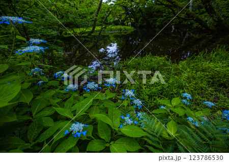 【新潟県_佐渡_山紫陽花】高層湿原(乙和池)に咲く山アジサイ 7月 123786530
