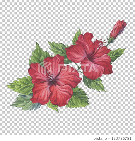 Watercolor composition of hibiscus branch with red flowers and green leaves 123786781