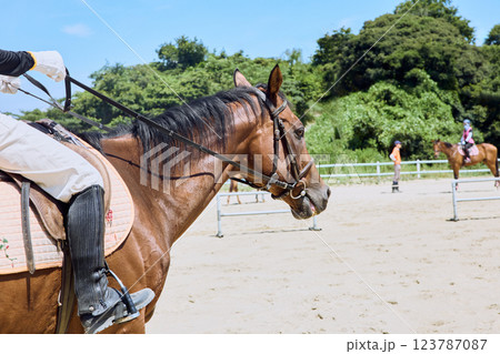 馬に乗って乗馬の練習をする女性 123787087