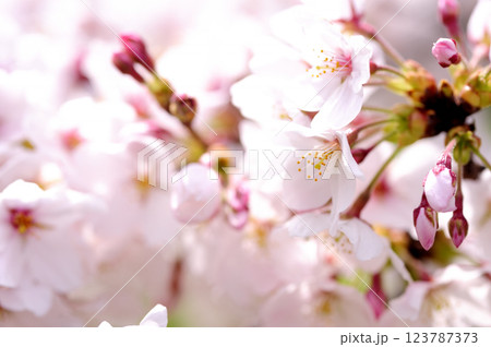 いつか見た桜 123787373