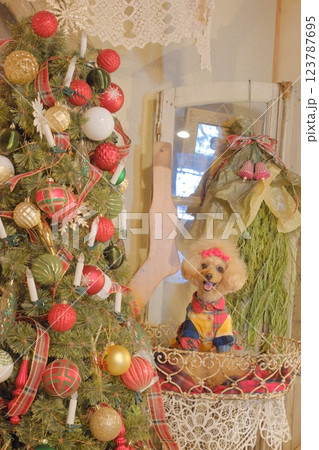 クリスマスツリーとトイプードル 123787695