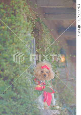 クリスマスツリーとトイプードル 123787703