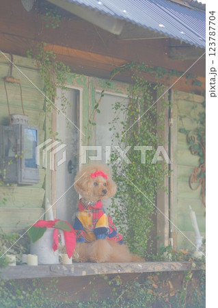 クリスマスツリーとトイプードル 123787704