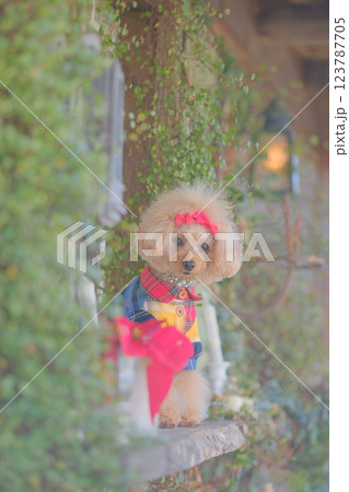 クリスマスツリーとトイプードル 123787705