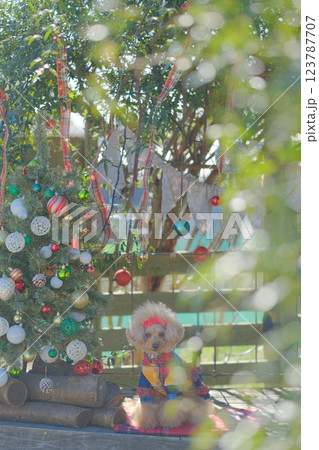 クリスマスツリーとトイプードル 123787707
