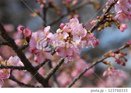 早春の公園に咲くピンク色のカワヅザクラの花 123788335