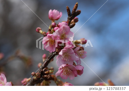 早春の公園に咲くピンク色のカワヅザクラの花 123788337
