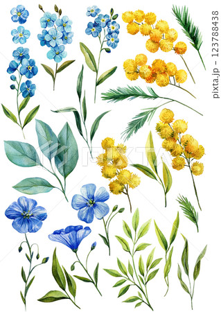 Blue and yellow flowers. Watercolor forget me not flowers, flax flower, mimosa, leaves. Hand painted blossom isolated 123788438