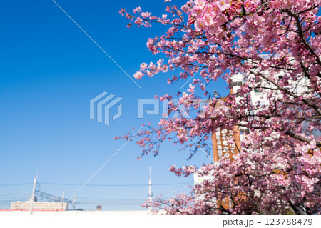 【河津桜】早朝の旧中川に咲く早咲きの桜と成田エクスプレス 【河津桜】早朝の旧中川に咲く早咲きの桜と成田エクスプレス 123788479