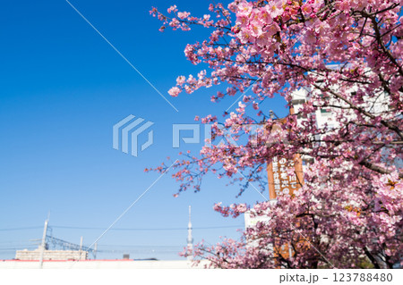 【河津桜】早朝の旧中川に咲く早咲きの桜と成田エクスプレス 123788480