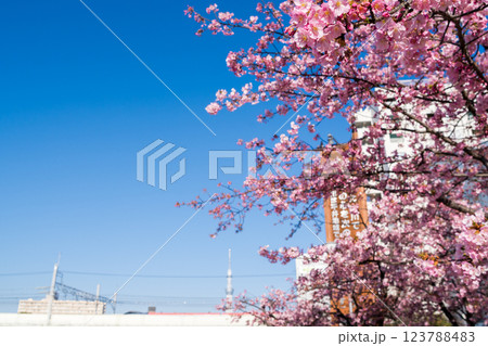 【河津桜】早朝の旧中川に咲く早咲きの桜と成田エクスプレス 123788483