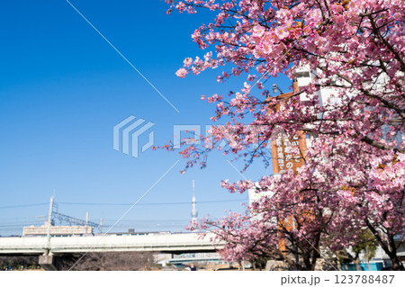 【河津桜】早朝の旧中川に咲く早咲きの桜と列車 【河津桜】早朝の旧中川に咲く早咲きの桜と列車 123788487