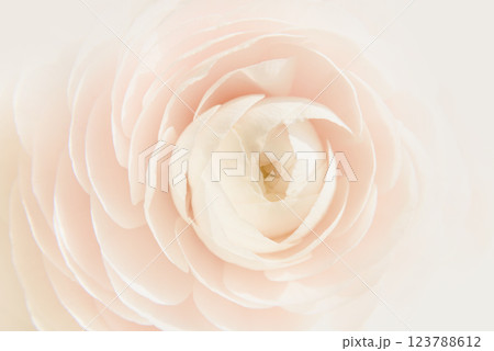 macro close-up of pale pink ranunculus flower, gentle pastel tones and natural lighting create dreamy, romantic atmosphere, perfect for use in floral designs, wedding or beauty and nature concepts. 123788612