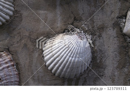 ホタテの貝殻のコンクリート壁1 123789311