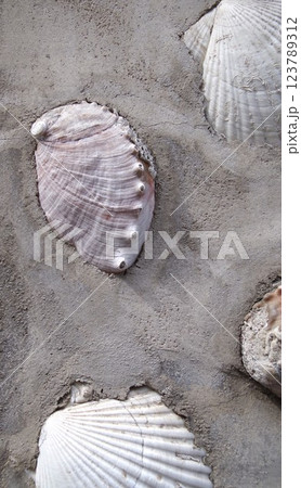 ホタテとアワビの貝殻のコンクリート壁2 ホタテとアワビの貝殻のコンクリート壁2 123789312