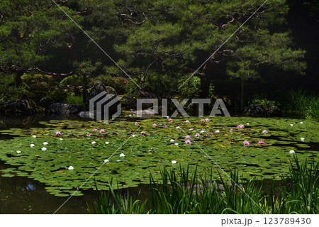 池に浮かぶ睡蓮の花 123789430