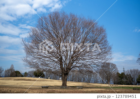 大室公園の美しい景色 大室公園の美しい景色 123789451