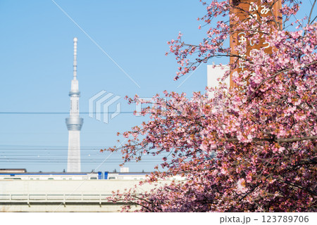 【河津桜】旧中川に咲く早咲きの桜と列車 123789706